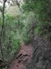 Maunawili Demonstration Trail Waimanalo side